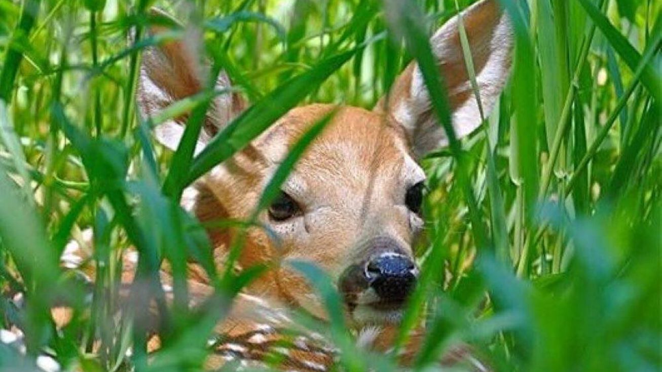 9581 Maple Isle Ct, Alanson, MI 49706 Land for Sale 9581 Maple Isle