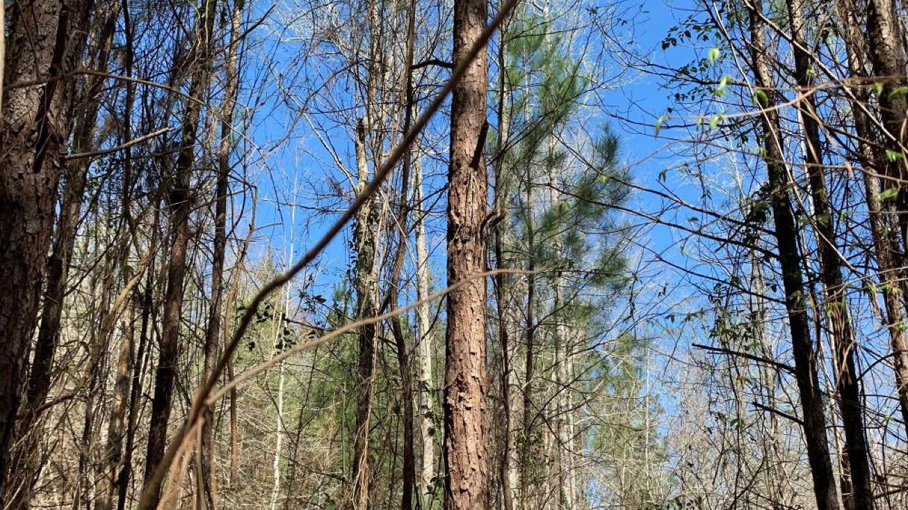 3176 Safer Dr, Slaughter, LA 70777