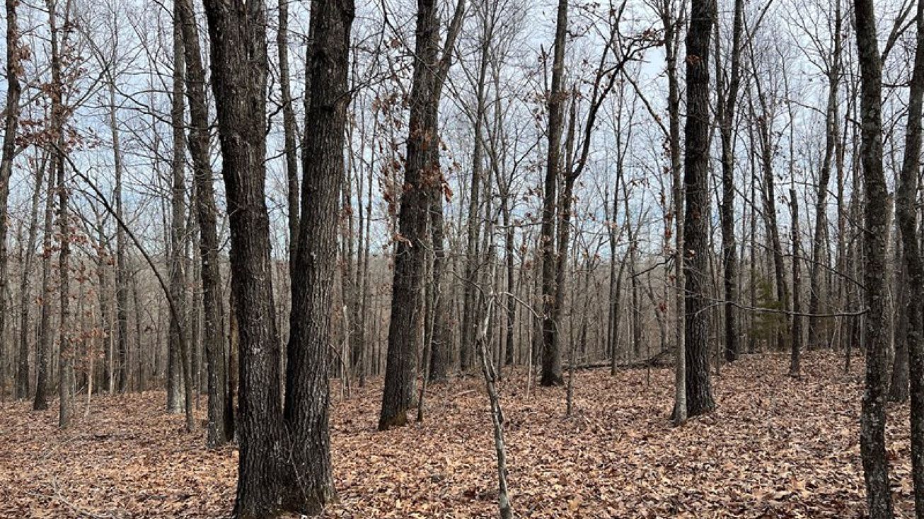 N Camp Creek Rd, Mammoth Spring, AR 72554