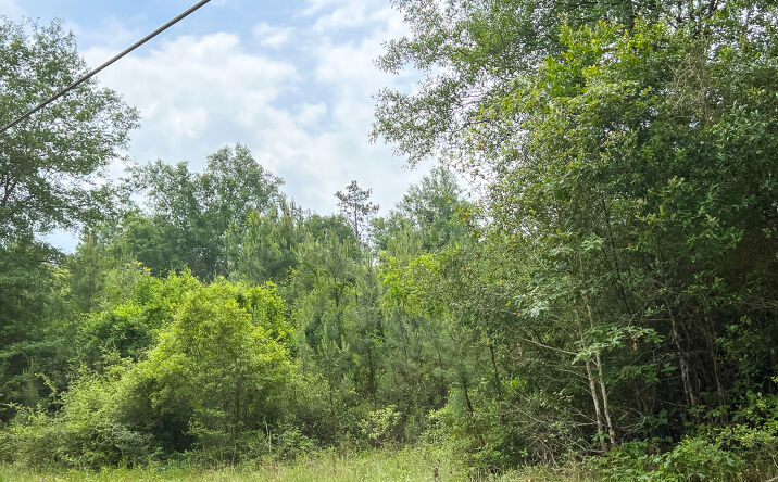 Pictures of Land property located at 013 Old Arco Rd, Silsbee, TX 77656 for sales - image #1