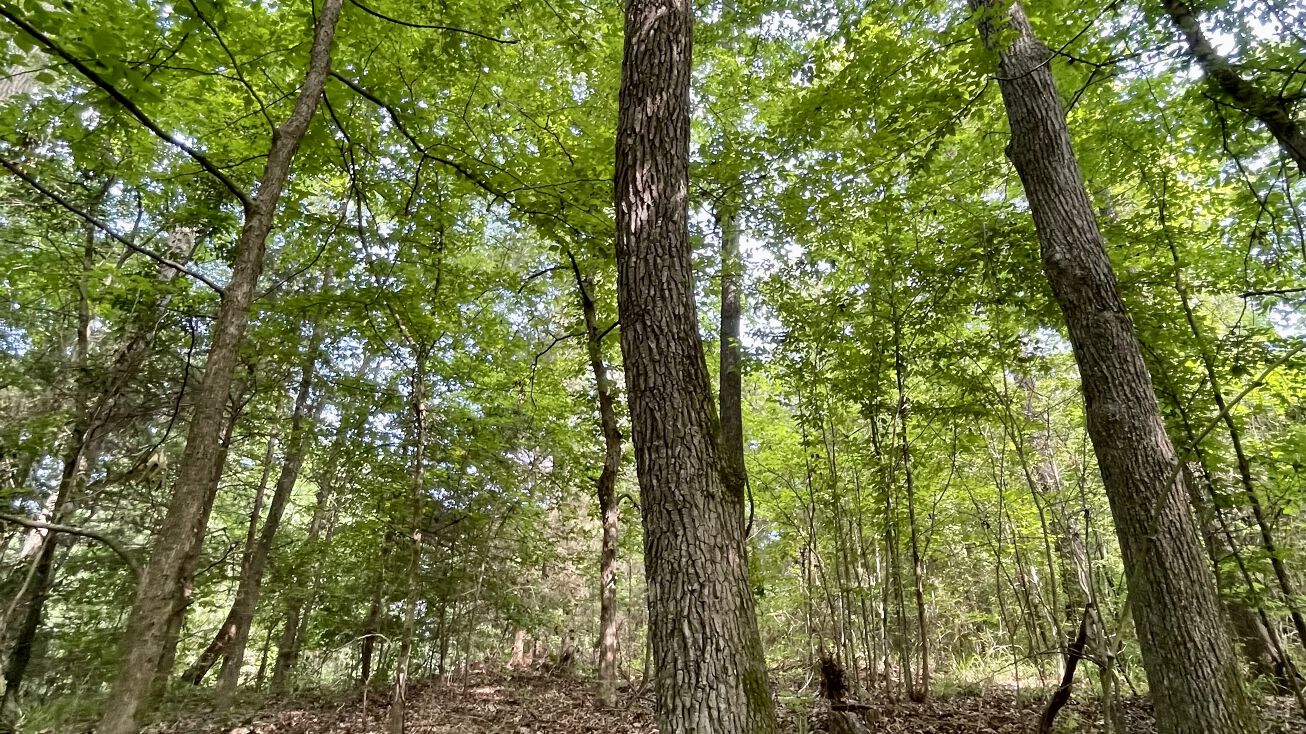 Co Rd 3305, Jacksonville, TX 75766