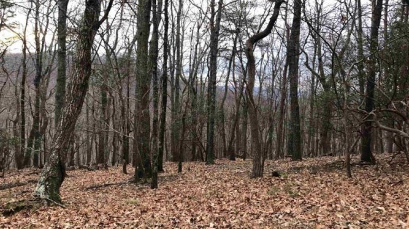 Jasper, Jasper, GA 30143 Land for Sale Jasper