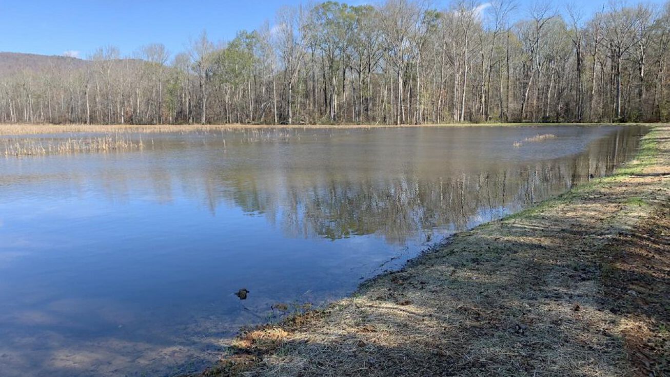 Little Coon Creek Duck, Stevenson, AL 35772