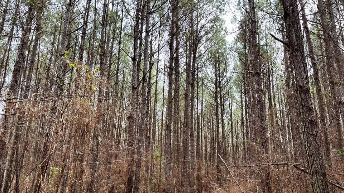 000 Highway 233, Eldridge, AL 35554