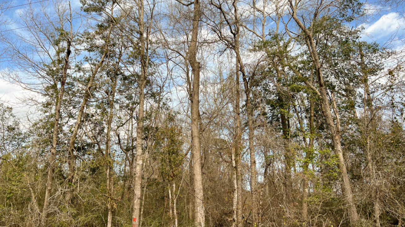 Land, Tyler County FM 1746, Spurger, TX 77660 Land for Sale 22