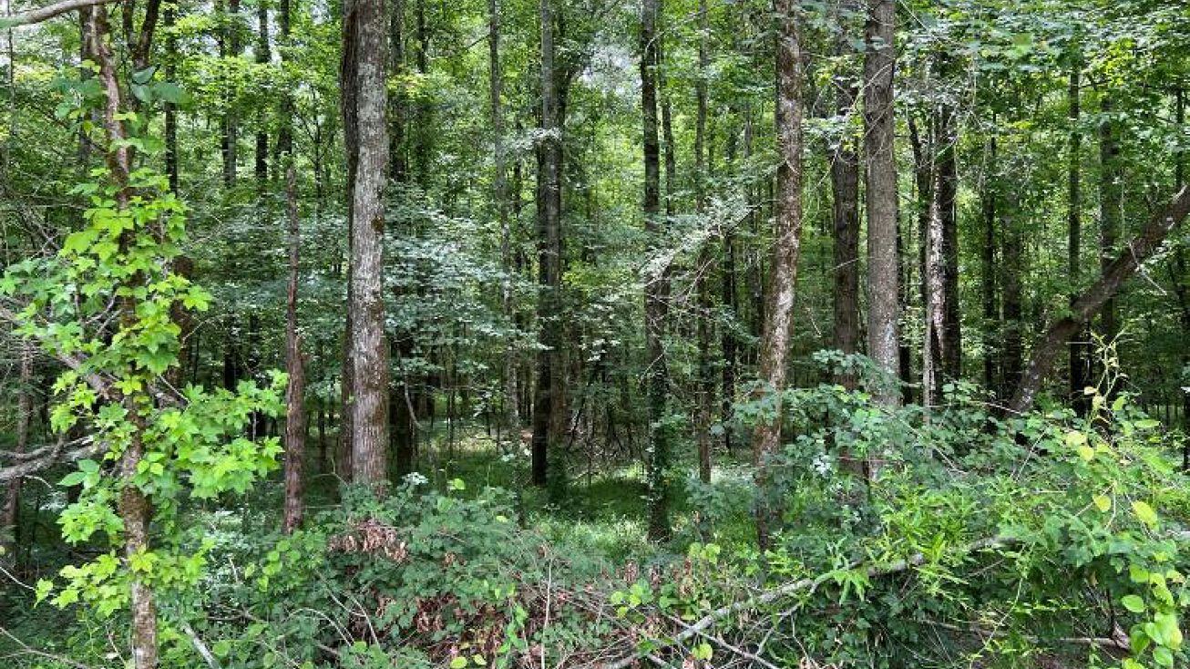 34 Acres in Leake County, Edinburg, MS 39051