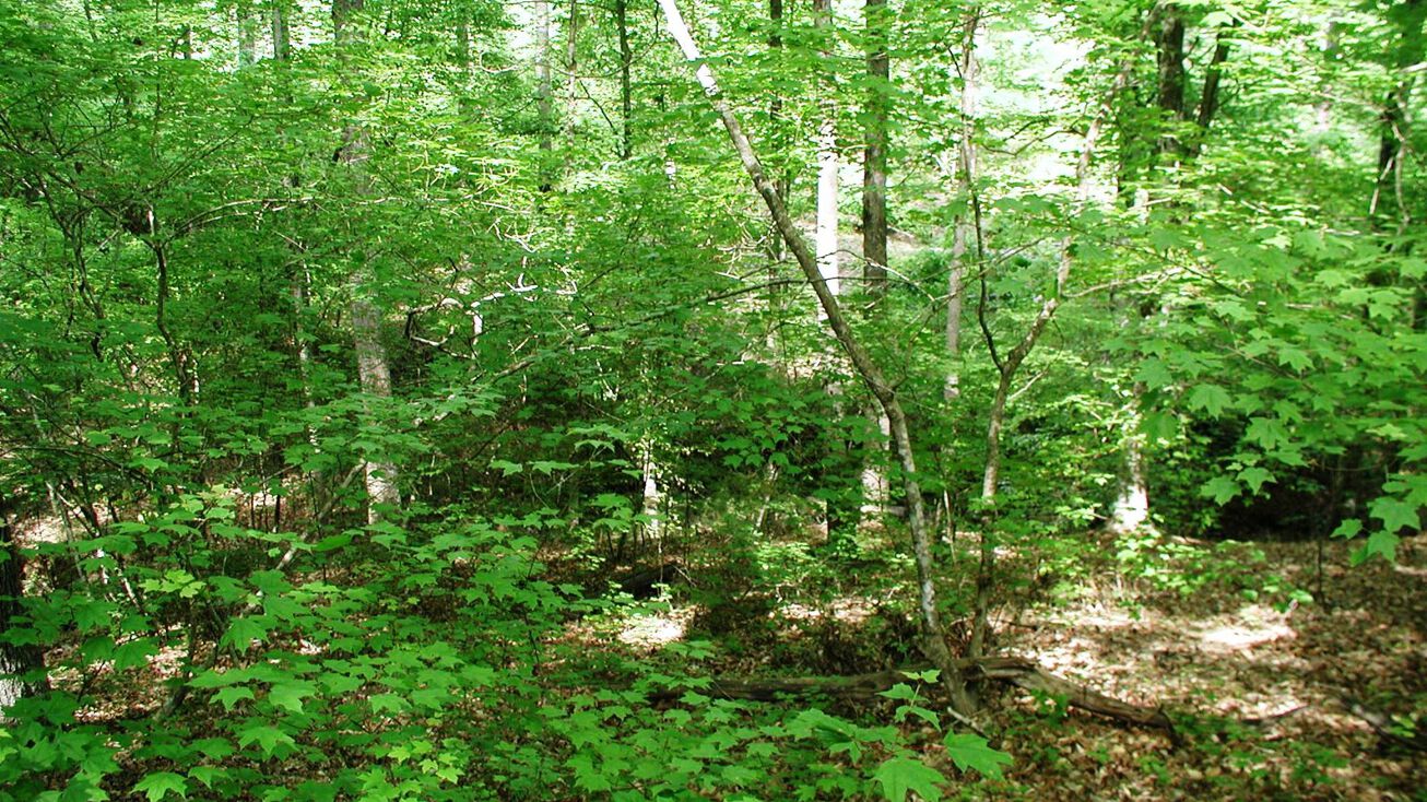 Scotts Crossing Rd, Winnsboro, SC 29180 Land for Sale TBD 10A