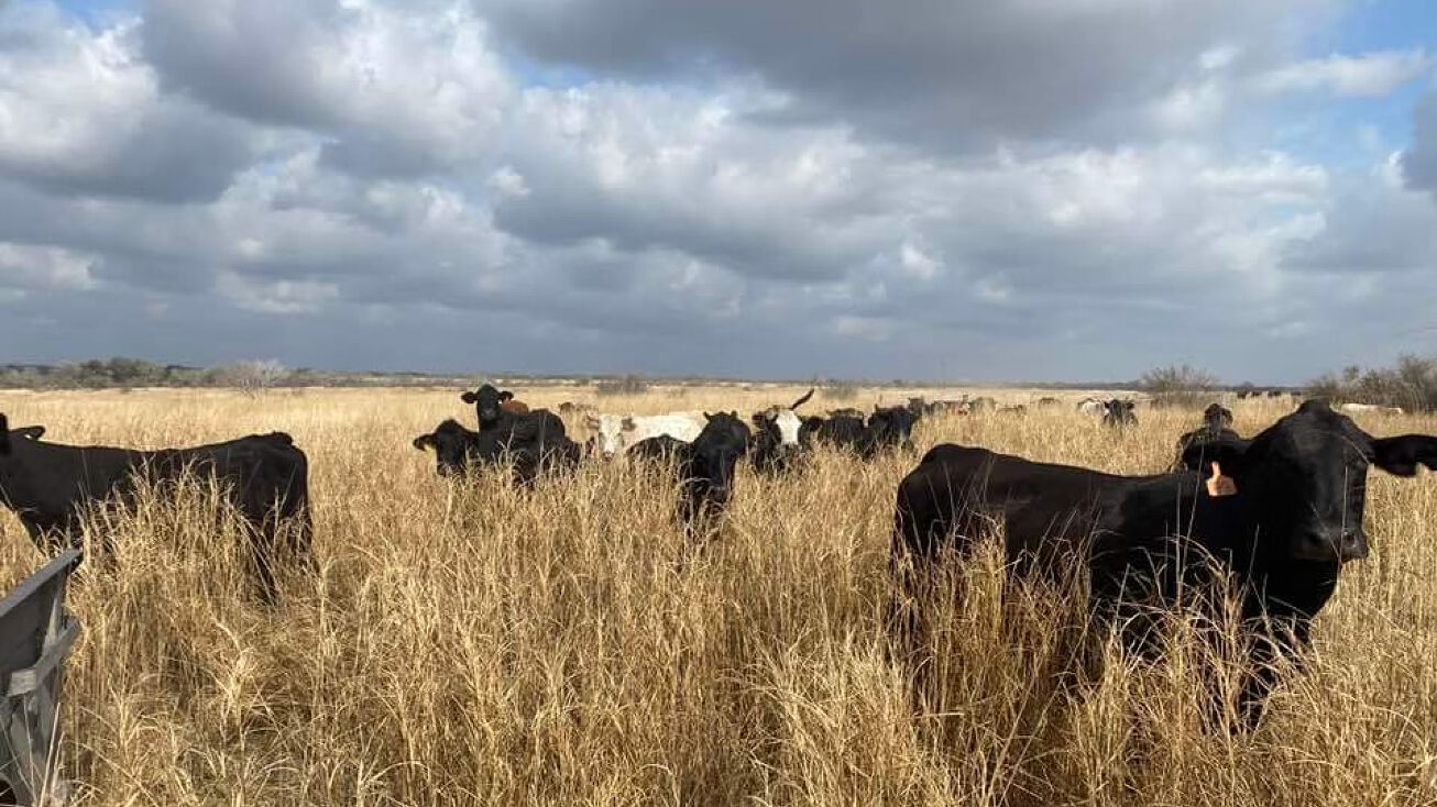 412 Co Rd 266, Three Rivers, TX 78071