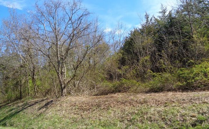 Pictures of Land property located at 5375 Fred Marshall Rd, Russellville, TN 37860 for sales - image #1