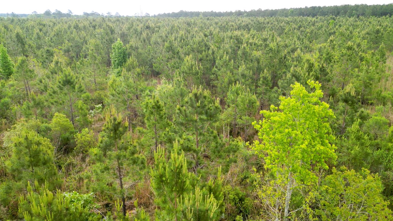 Tram Rd, Bevil Oaks, US 77713