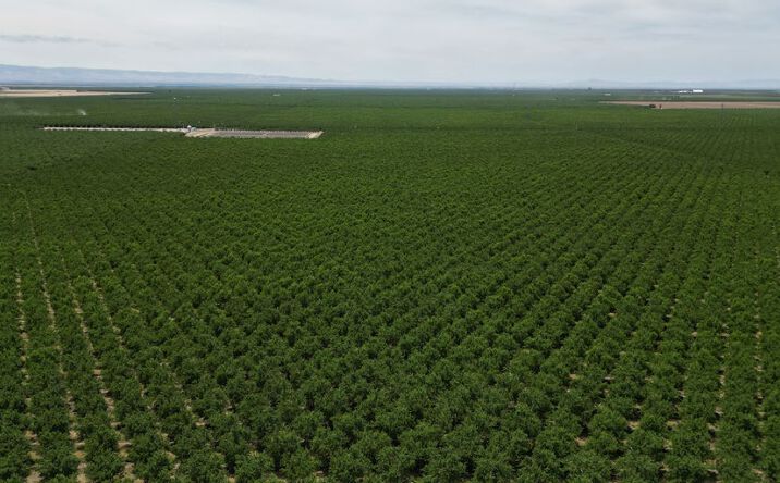 Pictures of Land property located at Wasco Almonds Portwood Kern Ranch, Bakersfield, CA 93302 for sales - image #1