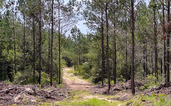 Pictures of Land property located at 00 FM 92, Homer, TX 75938 for sales - image #1