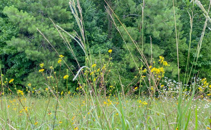 Pictures of Land property located at US 59, Corrigan, TX 75939 for sales - image #1