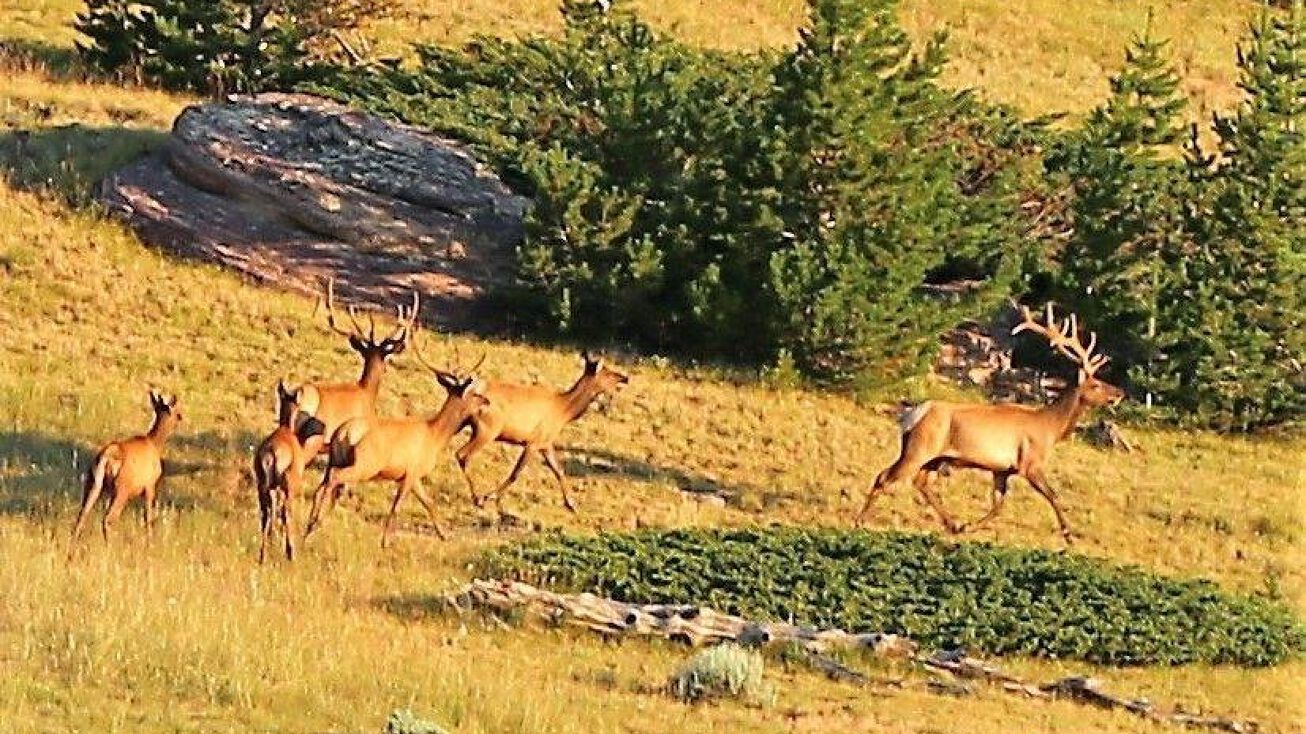 TBD Big Horn Mountain Rd, Ten Sleep, WY 82442