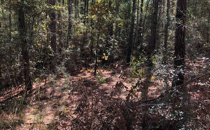 Pictures of Land, Multifamily property located at 0 Hobolo Creek Rd, Carriere, MS 39426 for sales - image #1