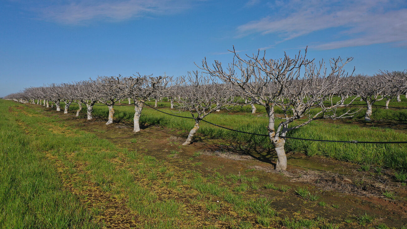 NE of intersection of Ave. 27 ½ & Rd. 24, Chowchilla, CA 93610 Land