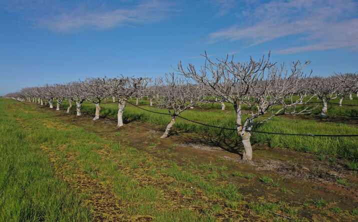 Pictures of Land property located at NE of intersection of Ave. 27 ½ & Rd. 24, Chowchilla, CA 93610 for sales - image #1