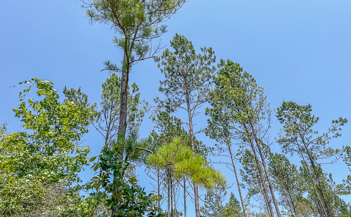 Pictures of Land property located at 0 CR 364e, Zavalla, TX 75980 for sales - image #1