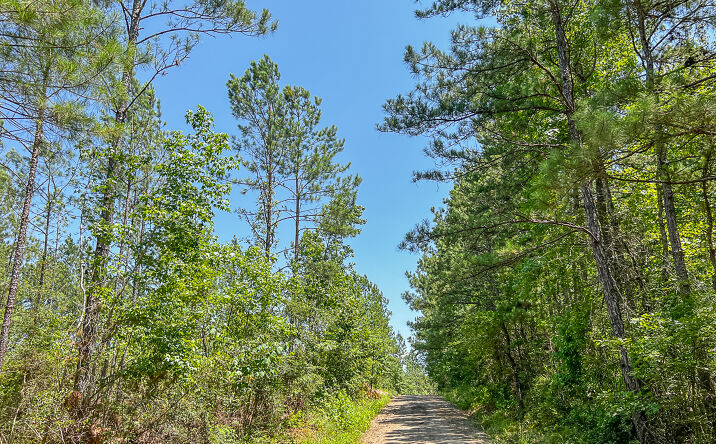Pictures of Land property located at 00 CR 364e, Zavalla, TX 75980 for sales - image #1
