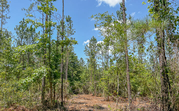 Pictures of Land property located at 000 CR 364e, Zavalla, TX 75980 for sales - image #1