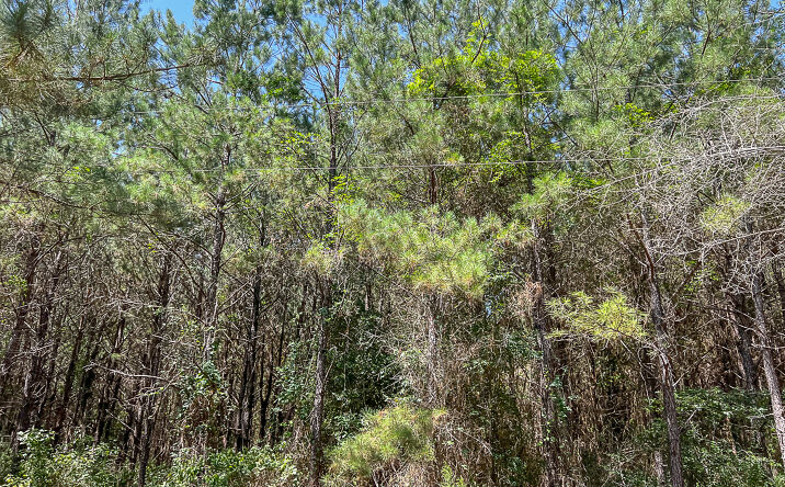 Pictures of Land property located at 0 CR 366/ CR 368a, Zavalla, TX 75949 for sales - image #1