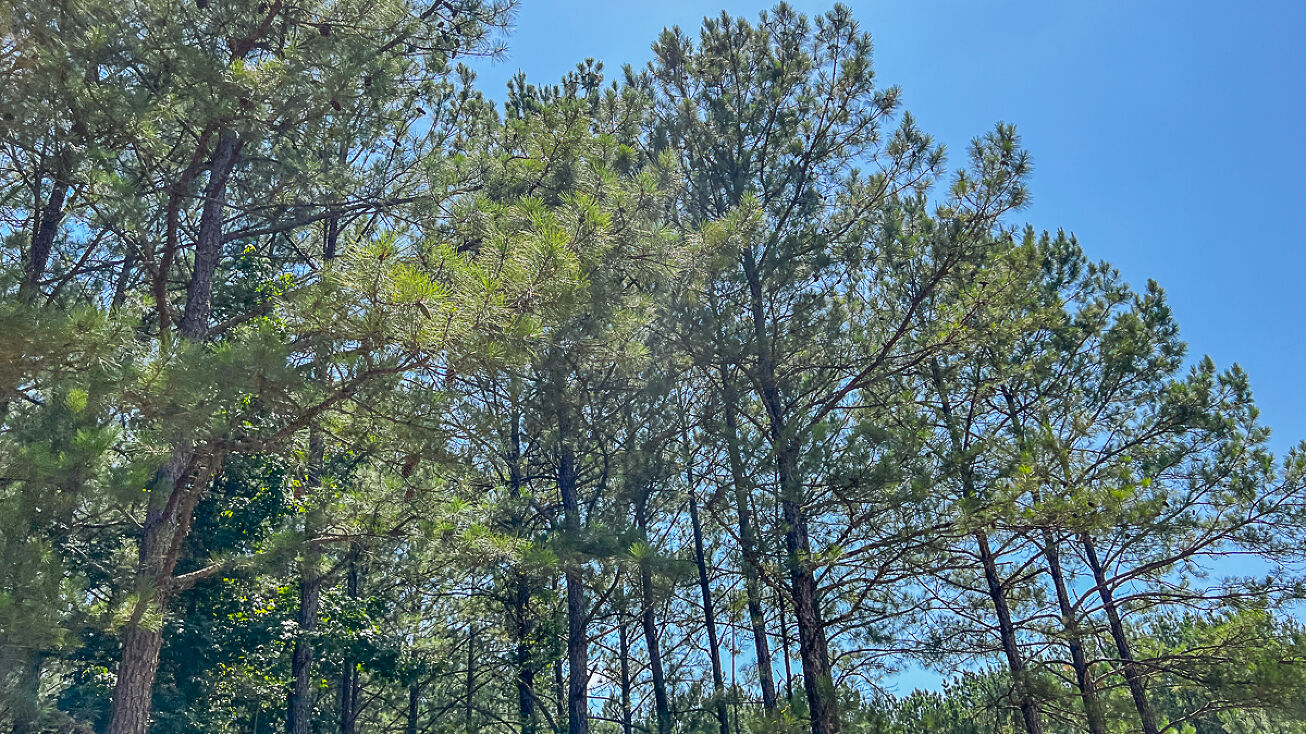 000 CR 367, Zavalla, TX 75980 Land for Sale 23 Acres T8 Saron