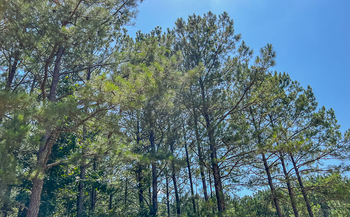 Pictures of Land property located at 000 CR 367, Zavalla, TX 75980 for sales - image #1
