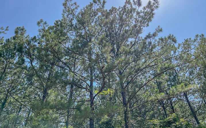 Pictures of Land property located at 0 CR 368a, Zavalla, TX 75980 for sales - image #1