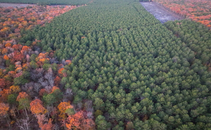 Pictures of Land property located at Co Rd 2108, Bagwell, TX 75426 for sales - image #1