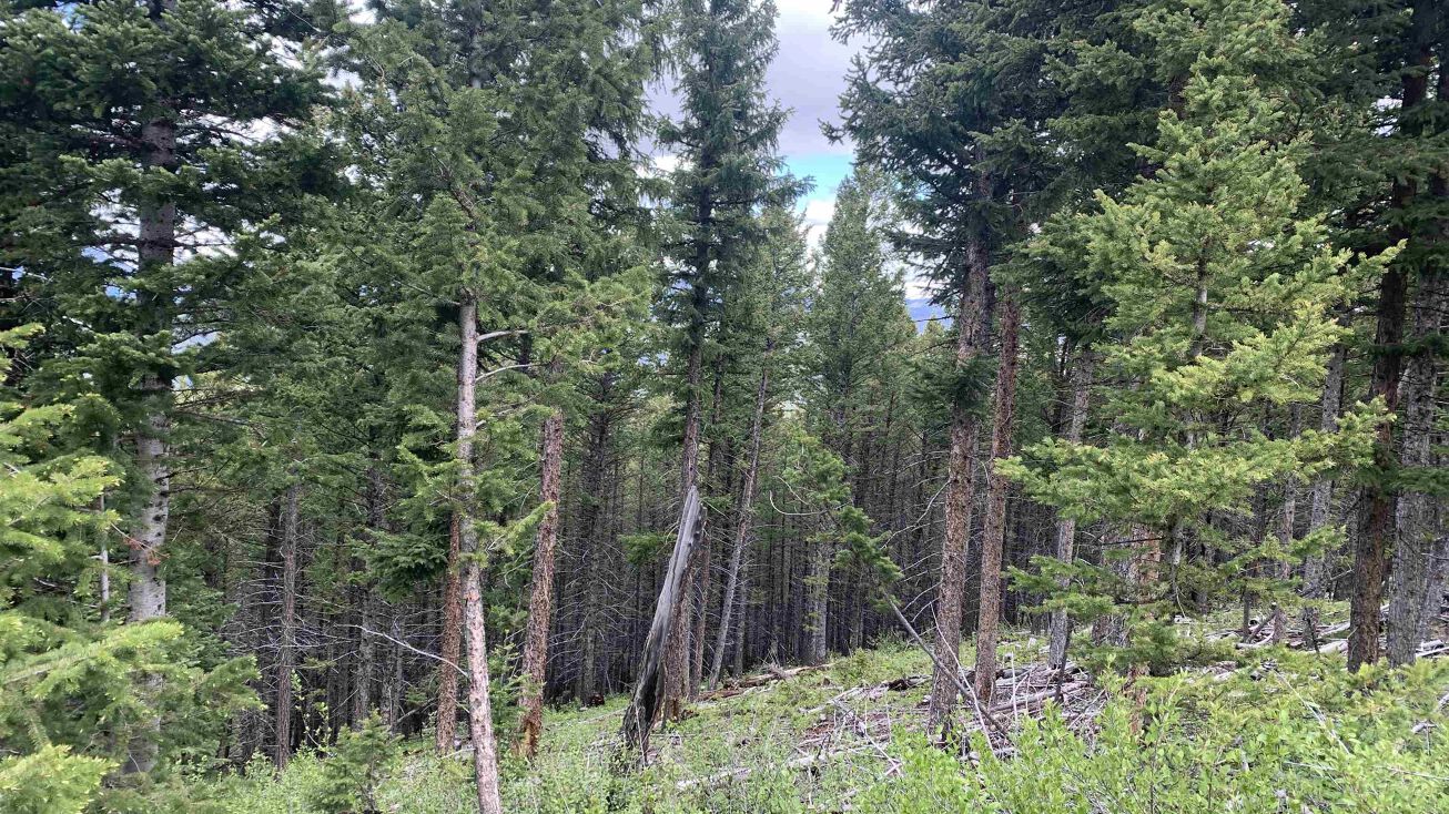 Lot 51 B Porcupine Drive, Dubois, WY 82513