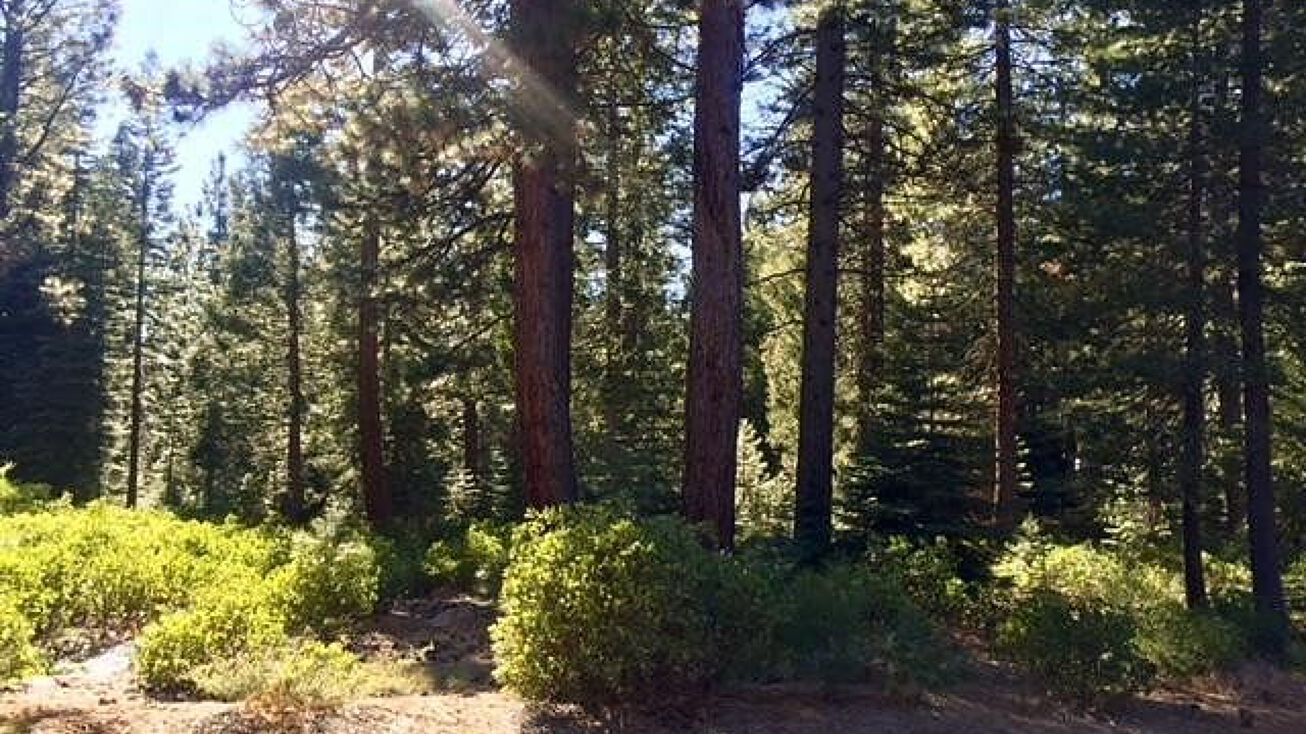 7 Grand Fir Rd, Lake Almanor Peninsula, CA 96137 Land for Sale 7