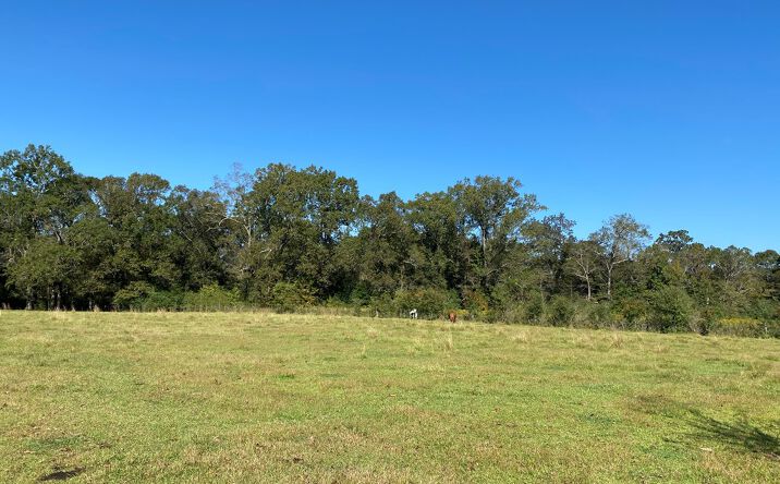 Pictures of Land property located at 260 Mitchell Chapel Rd, Poplarville, MS 39470 for sales - image #1