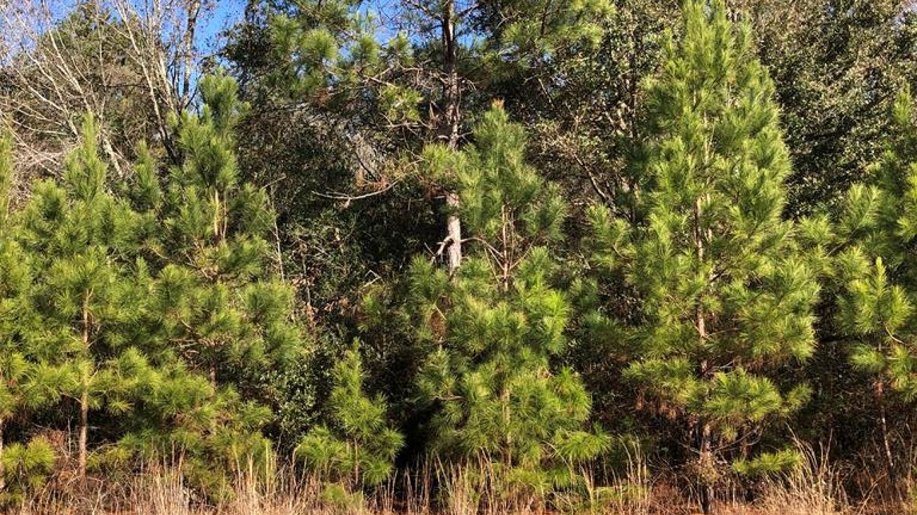 0 Springfield Dr, Lake Hillsdale, MS 39455