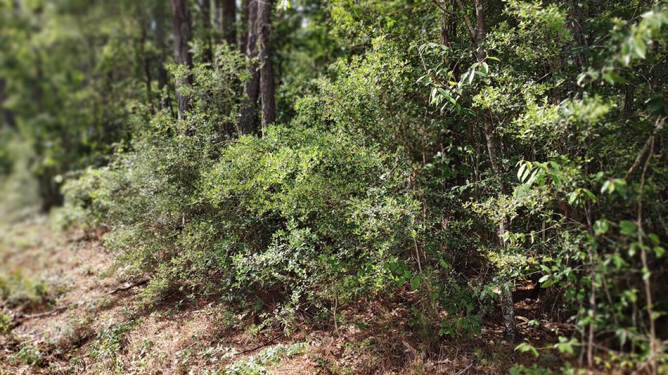 NHN Magnolia Lane, Poplarville, MS 39470