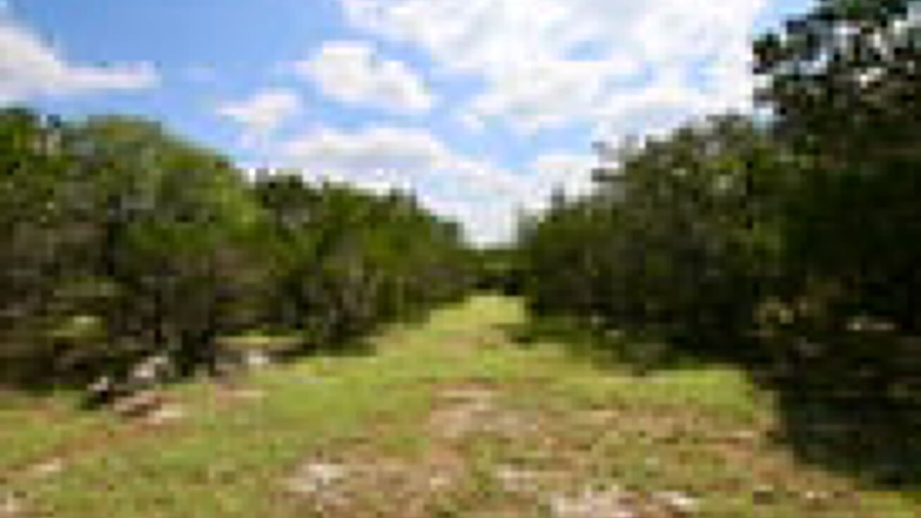 235A Ammann Rd, Boerne, TX 78015 Land for Sale 235A Ammann Road
