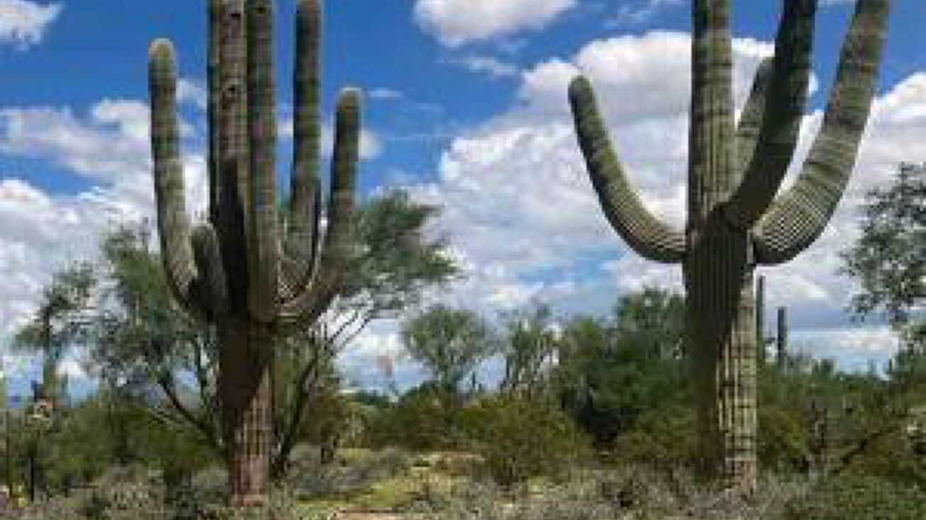 N Sandra Rd, Oro Valley, AZ 85742 Land for Sale N Sandra Road, 4