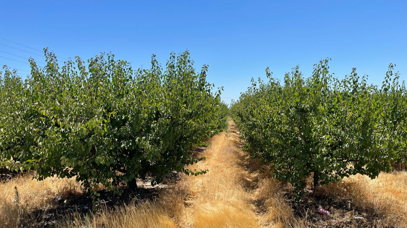 10853 Kingsburg Avenue, Kingsburg, CA, Kingsburg, CA 93631 Land for