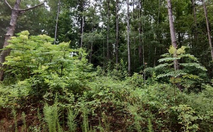 Pictures of Land, Special Purpose property located at NHN Lakeshore Dr Lot 160, Lumberton, MS 39455 for sales - image #1