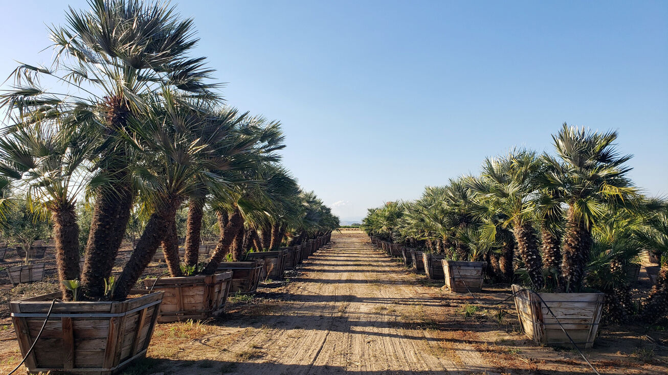 13458 E McKinley Ave, Sanger, CA 93657 Land for Sale 20acres Palm