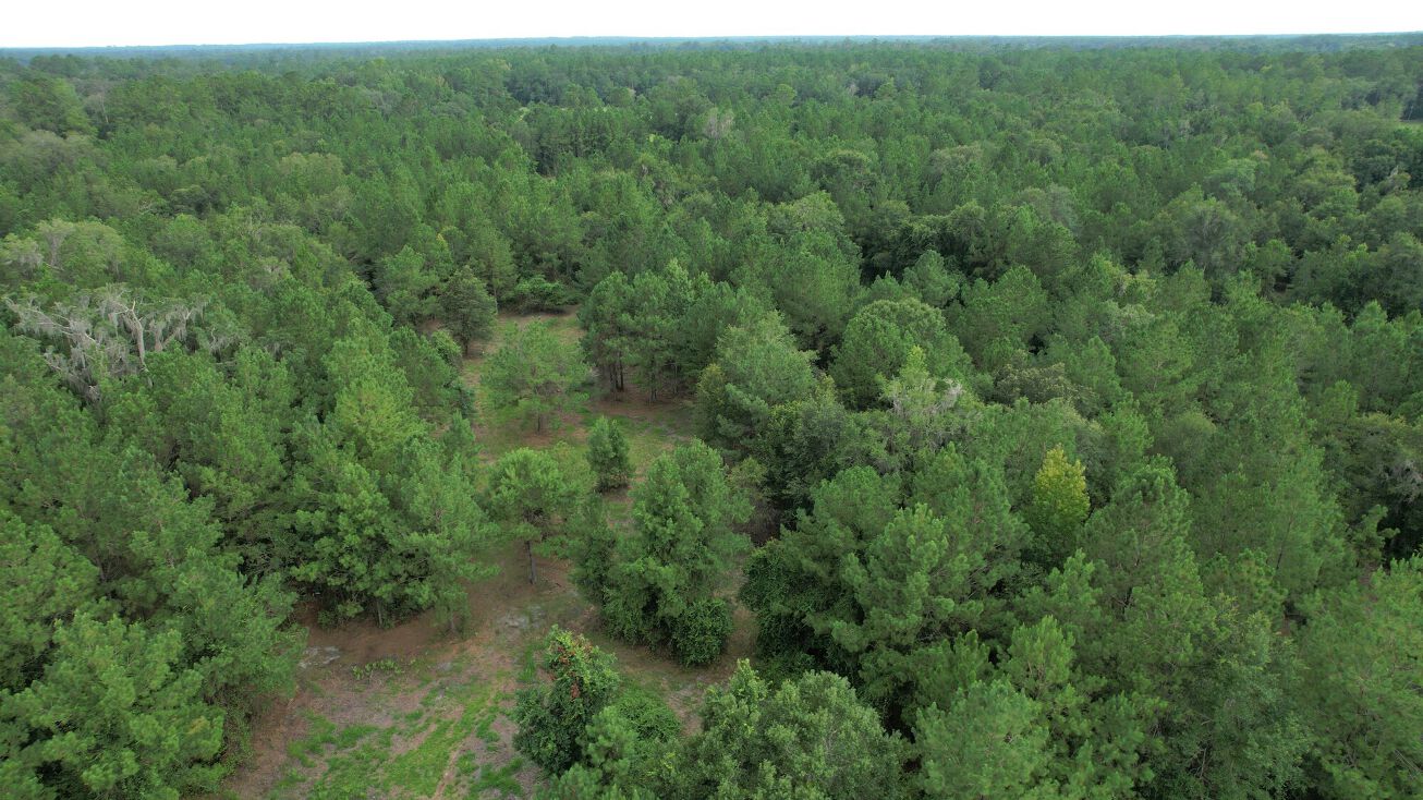 Northwest 221st Street Road, Micanopy, FL 32667 Land for Sale