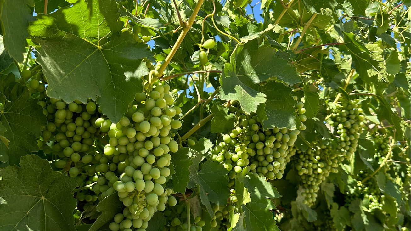 Peterson Rd, Delano, CA 93250