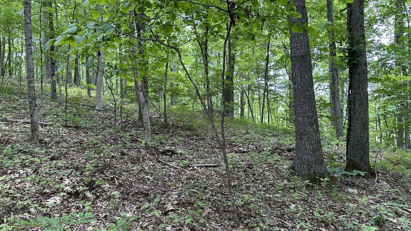 Sandy River Tract, Chester, SC 29706