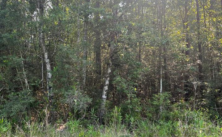 Pictures of Land property located at 00 Shenandoah Rd, Poplarville, MS 39470 for sales - image #1