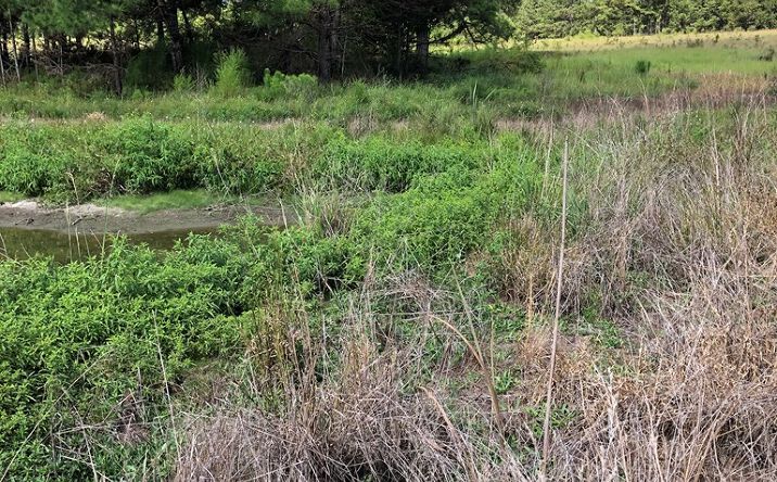 Pictures of Land property located at 115 E T Poole Rd, Poplarville, MS 39470 for sales - image #1