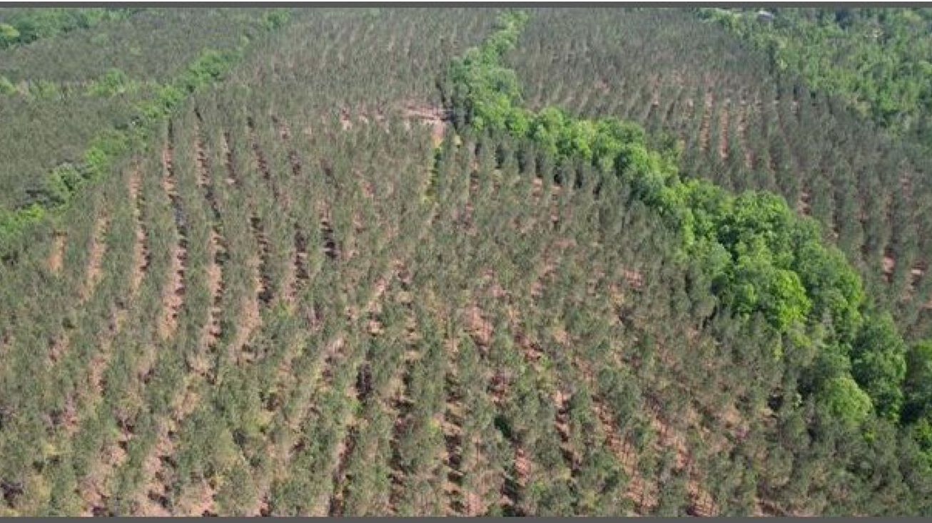 CR 5033, Heidelberg, MS 39439