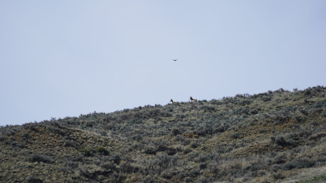 239 Thompson Creek Rd, Clearmont, WY 82835