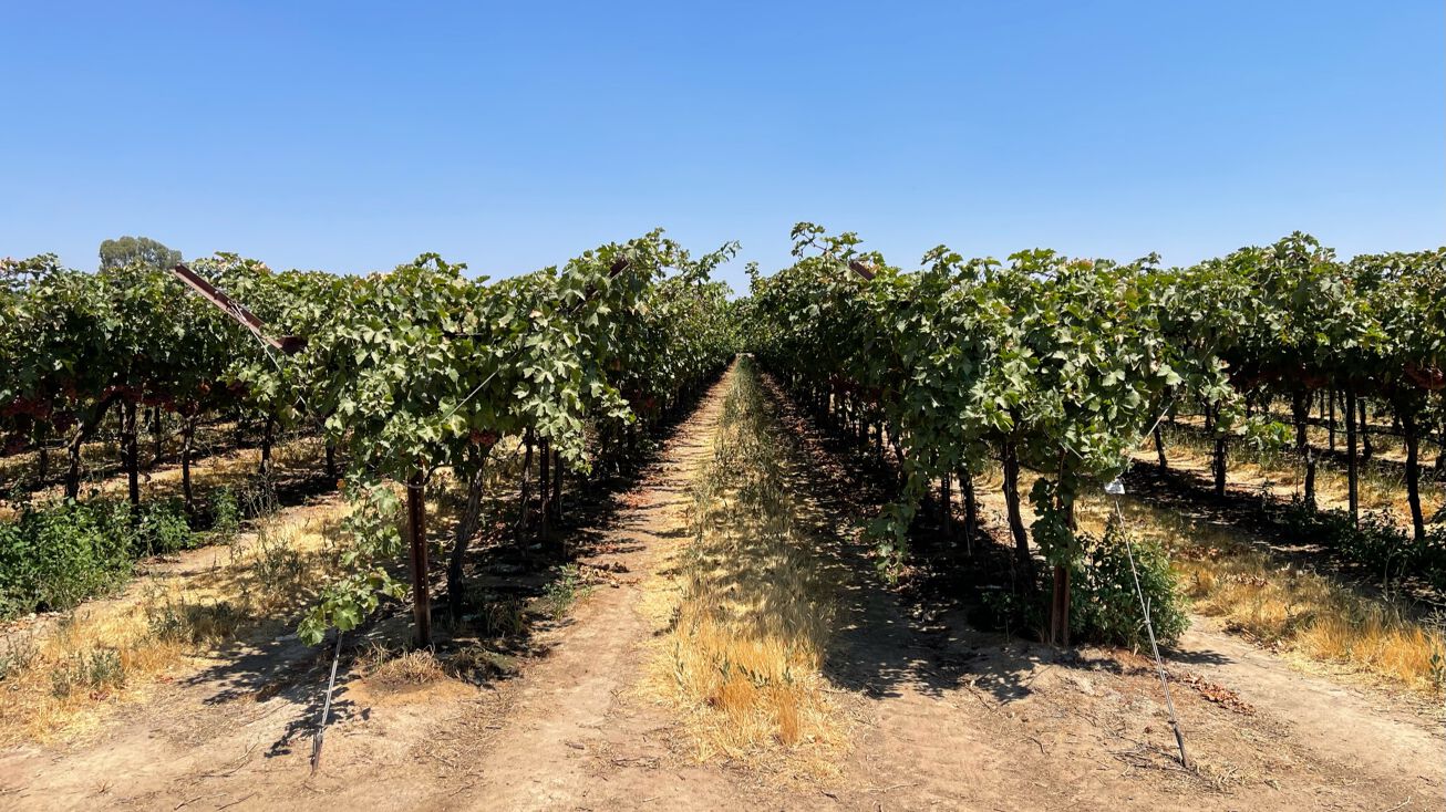 E. side of Rd. 124, N. of Ave. 424, Orosi, CA 93647