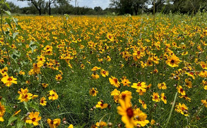 Pictures of Land property located at 1018 Lake Breeze Dr, Brownwood, TX 76801 for sales - image #1