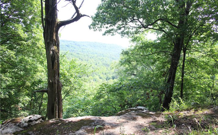 Pictures of Land property located at 4918 Co Rd 501, Berryville, AR 72616 for sales - image #1