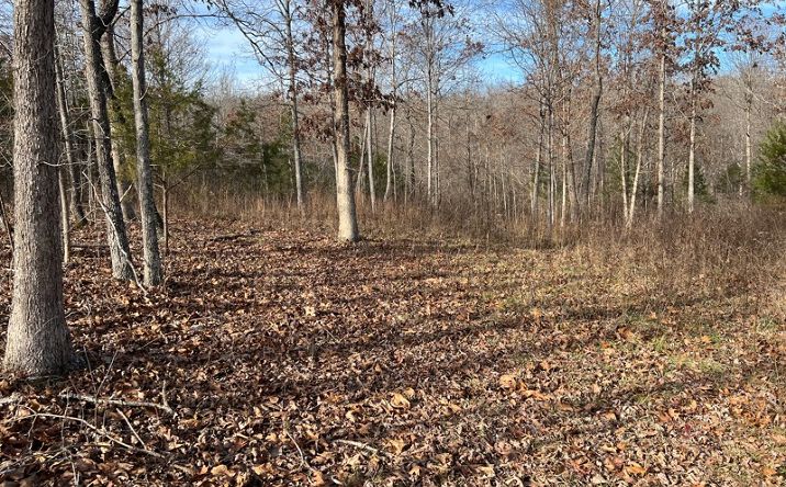 Pictures of Land property located at 2369 County Road 359, Thayer, MO 65791 for sales - image #1